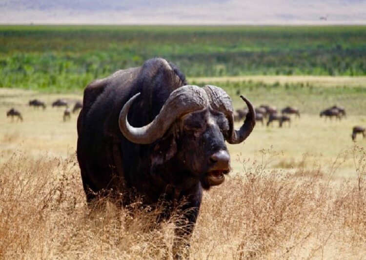 5 days to Serengeti, Ngorongoro Crater, Tarangire and Lake Manyara in Tanzania