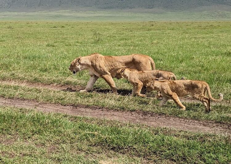 Ngorongoro Crater Day Trip from Arusha – 1-Day Tanzania Safari