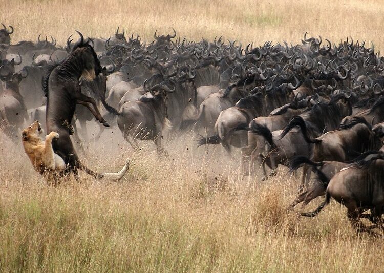 The Greatest 5 days Serengeti Migration safari