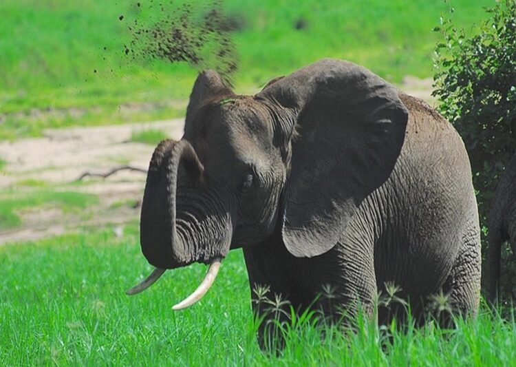 Ultimate Tarangire day trip from Arusha or Moshi 2026 | 2027 | 2028