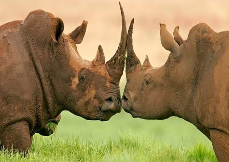 4 days Tanzania Safari to Manyara, Serengeti, and Ngorongoro Crater