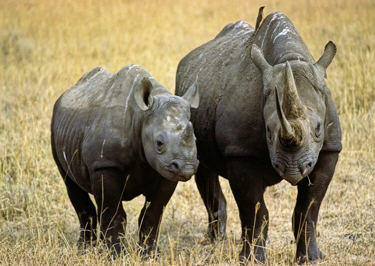 Discovering the best of 1-day safari Mkomazi National Park